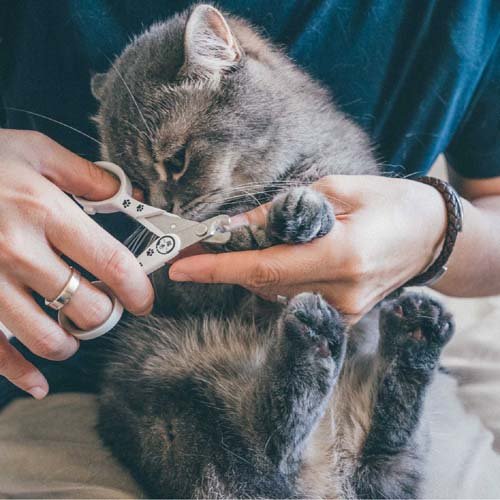 ǭ�� ���ȥ쥹�ʤ����ѥä��ڤ��ǭ�����ڤ� ������(3���å�)��ǭ����