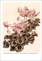 熱帯花卉画稿　工筆画白描教学示範　下絵創作　大人の塗り絵　中国絵画