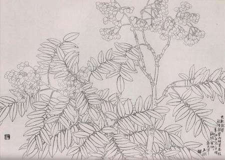 春華秋実　白描写生画集　線描　スケッチブック　大人の塗り絵　中国絵画