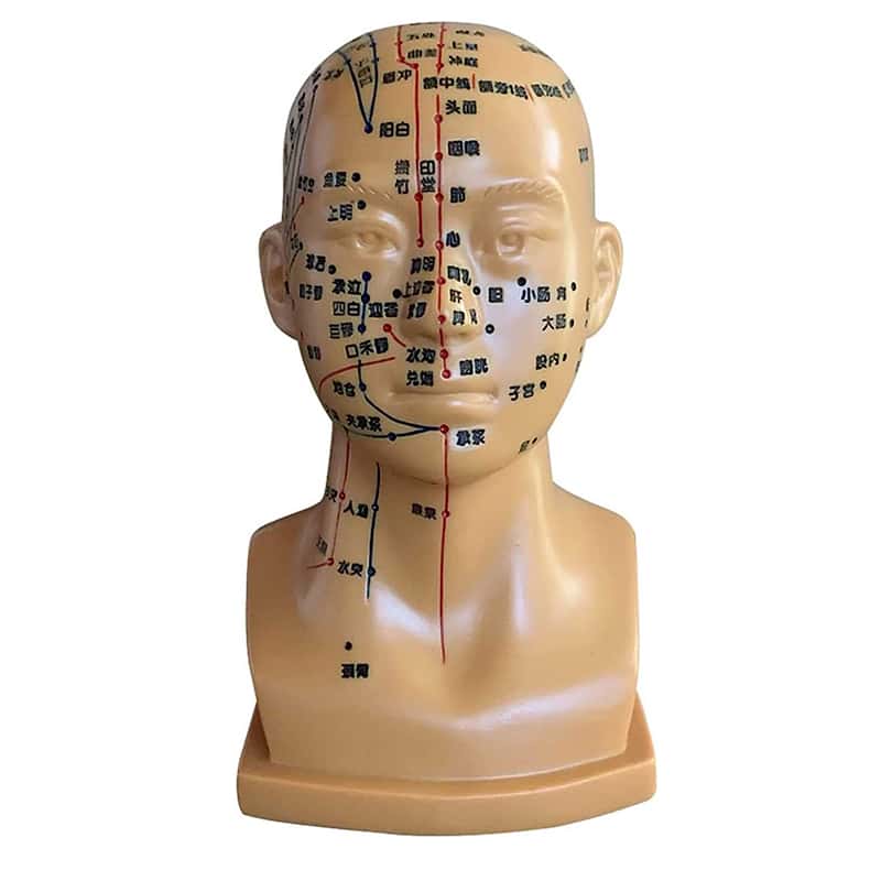 頭部鍼灸模型 (中国語) 鍼灸経穴模型 人体模型 人体標本 人体モデル 経穴模型 経絡人形 人体 模型 つぼ..