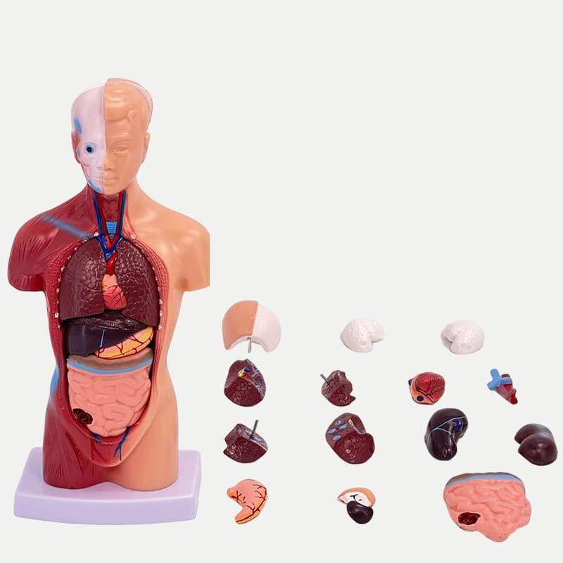 人体模型 28cm 15パーツ 人体解剖 内蔵 標本 台座安定タイプ 教育 学校 鍼灸 病院 パズル デッサン モ..
