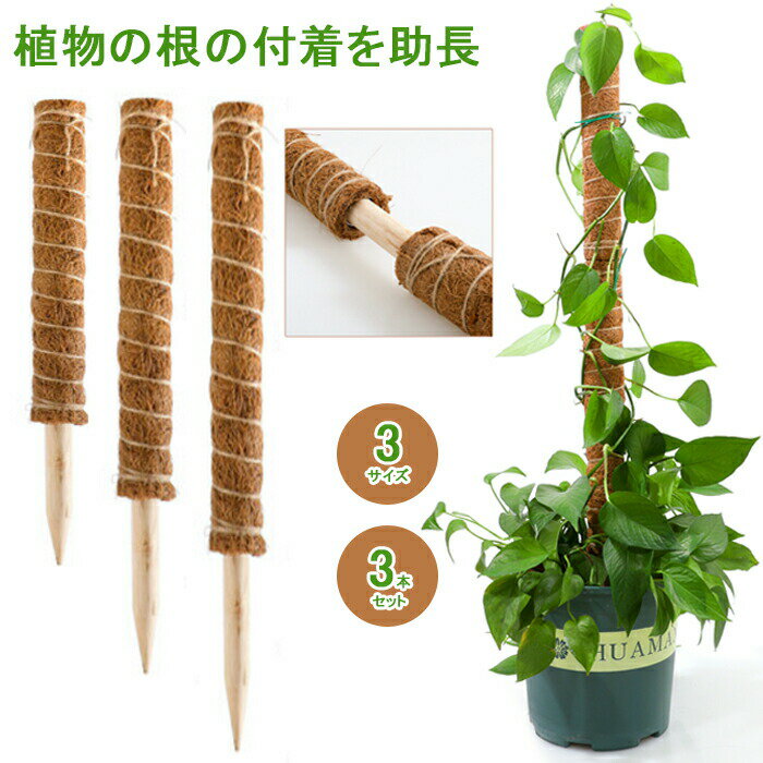 支柱 園芸 3本セット 植物 植物支柱 園芸支柱 おしゃれ ココナッツ ココナッツ支柱 観葉植物 つる性植..