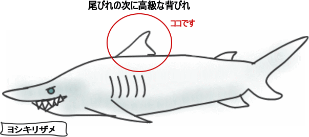 お待たせしました 入荷しました！ 訳あり ふかひれ姿煮 背びれ フカヒレ 約90g+上湯スープ200g 計290グラム わけあり 最高級 国産 国内加工 吉切鮫 背ビレ 完売次第終了 お中元 鮫 ヒレ グルメ プレゼント 内祝 母の日 父の日 コラーゲン 高タンパク質 3