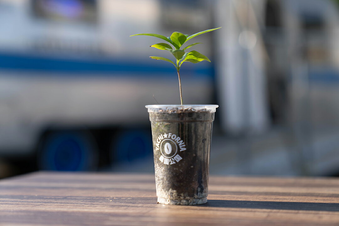 リビングコーヒー苗(小) 国産コーヒー苗木国産コーヒー コーヒーチェリー コヒーリーフ 珈琲 プレミアム珈琲 コーヒー農園 家庭菜園