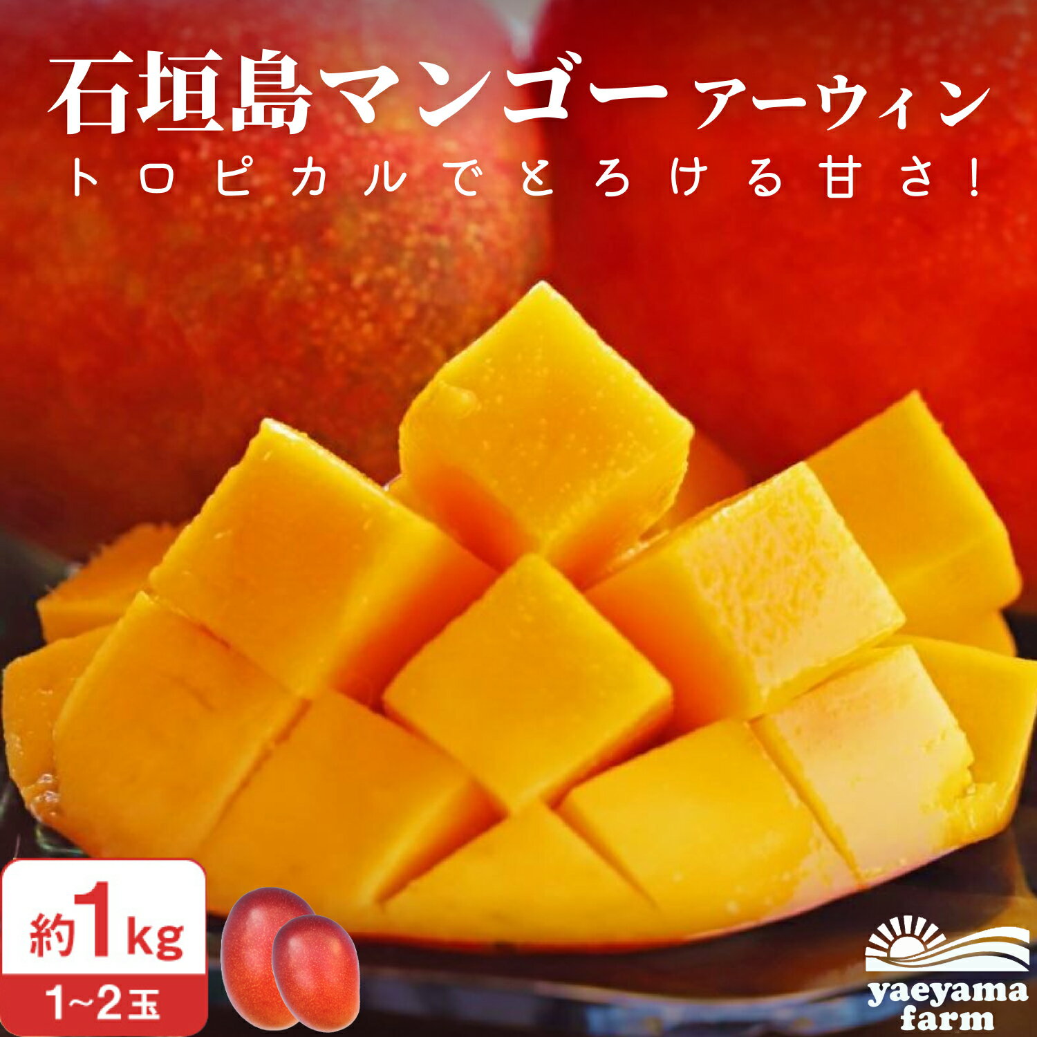 完熟 マンゴー 7月上旬〜発送 送料無料 アップルマンゴー 沖縄 沖縄県産 石垣島 石垣島産 産地直送 産地 直送 南国 国産 1kg 2〜3玉 農家 農園 お取り寄せ お取寄せ おとりよせ 贈答 高級 ギフト お中元 中元 御中元 父の日のサムネイル