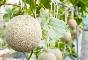 アールスメロン高知メロン高知県産1玉