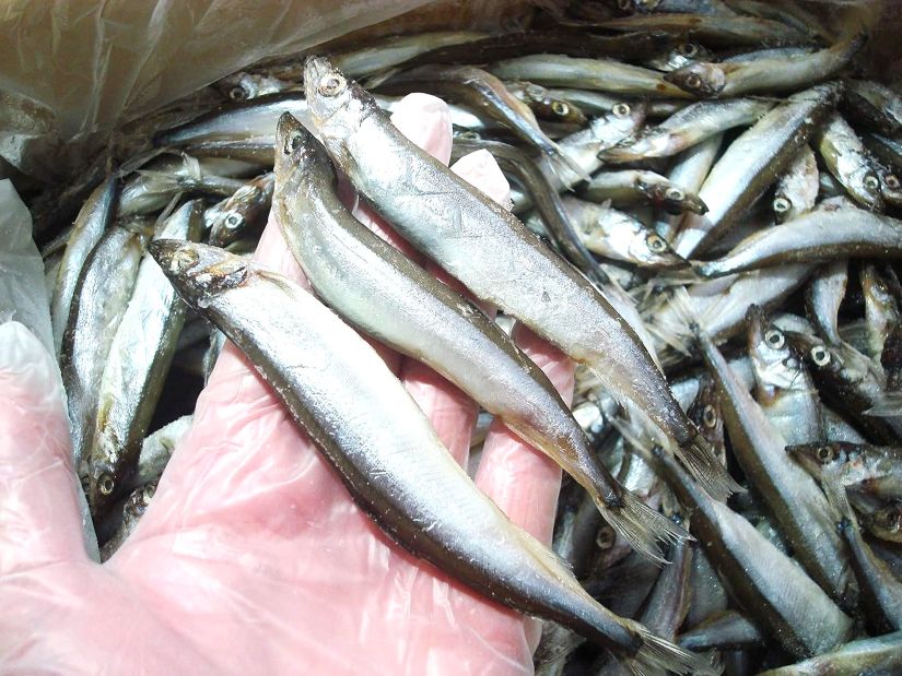 築地丸中　訳あり! 無添加 子持ちししゃも500g！ シシャモ こもちししゃも 訳アリ ...