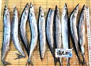 築地丸中 訳あり!塩もみさんま10尾(北海道厚岸産)! さんま サンマ 秋刀魚 塩焼きさんま 居酒屋