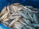 築地丸中 めひかり 中〜大サイズ(茨城県産)4kg! メヒカリ 居酒屋