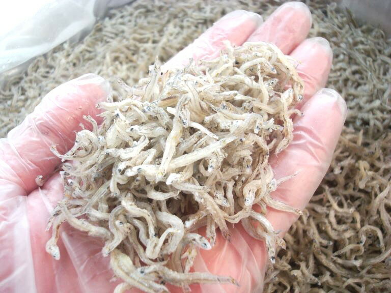 築地丸中　特上かちり（ちりめんじゃこ）和歌山県産1kg！ 無添加 カチリ しらす か...
