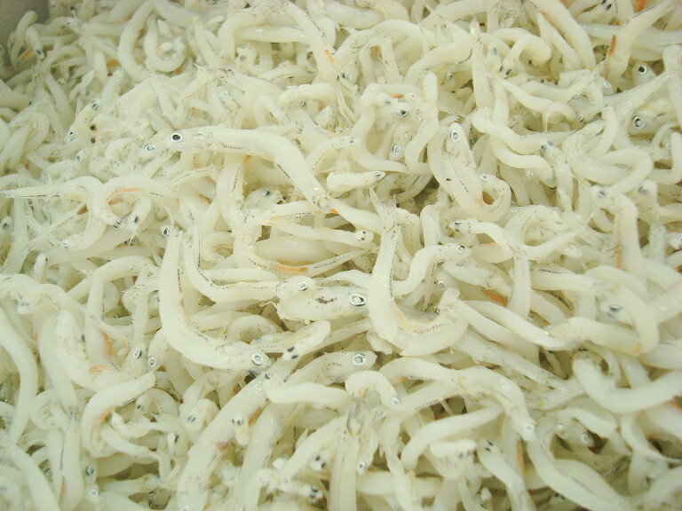 ���ϴ��桡��ʪ���餹����1kg �����⻺�� ���餹 ���饹 ���