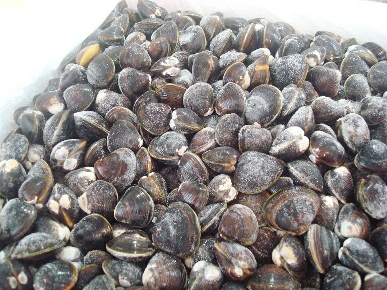 築地丸中　日本三大しじみ産地の涸沼（ひぬま）しじみ1kg！