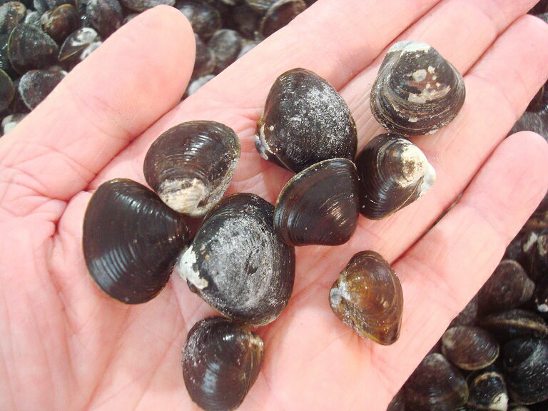 築地丸中　日本三大しじみ産地の涸沼（ひぬま）しじみ1kg！