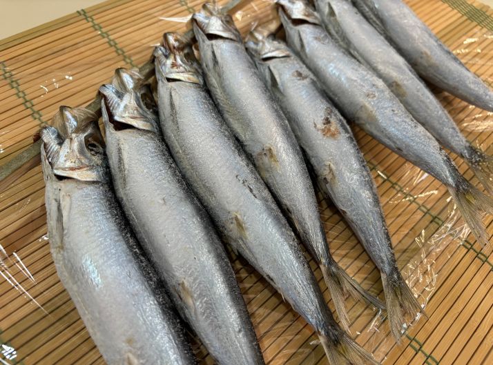築地丸中 数量限定!うるめいわし丸干し8尾串(鹿児島県産) ウルメいわし イワシ 鰯 いわし 居酒屋