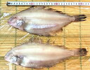 築地丸中 山かれい干し(島根県産)!かれい カレイ 居酒屋(4)