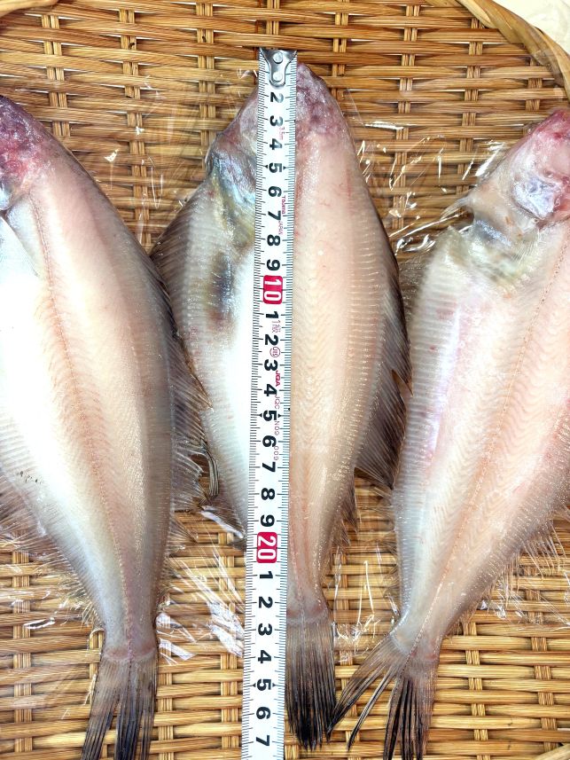 築地丸中の築地丸中　山かれい干し3枚（島根県産）！かれい カレイ 山カレイ居酒屋｜アングル2