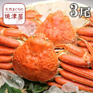 ズワイガニ姿（ボイル）600g×3尾 【送料無料】カナダ産 極上品 北海道沖縄へは700円加算 かにみそたっぷり入っています！お中元 プレゼント 食べ物 海鮮 人気 ギフト おつまみ お取り寄せ 酒の肴