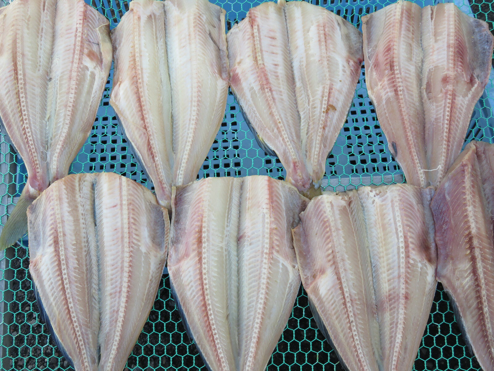 ��������ʥۥå�����ʪ 1����300g�ʾ�˵�򲰤�̣ BBQ�μ��� ���ʤҤ�� �ۤä��δ�ʪ