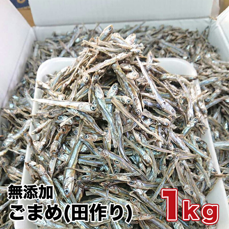 【送料無料】2025年度新物入荷　ごまめ(田作り)1kg 自然食品　健康自然食品　カルシウムたっぷり　おせ..