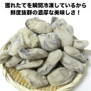 広島産　大粒Lサイズ牡蠣　業務用たっぷり1Kg　広島産　カキ　牡蠣　無添加食品　鍋パーティー　ギフト　贈り物　プリプリでおいしいよ　バター焼き　雑炊　カキフライ 3