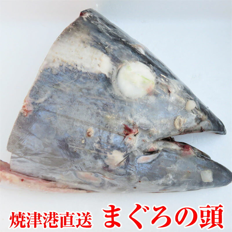 【送料無料】静岡県 焼津港直送 まぐろの頭 ハーフサイズ×2個 頭1個分 2kgUP マグロ 鮪 パ ...