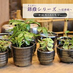 信楽焼 植木鉢 陶器 おしゃれ 山草鉢 フラワーポット サボテン鉢 多肉鉢 プランター 国産 鉢植え 盆栽鉢 山野草鉢 鉢 焼き物 銀嶺シリーズ 銀嶺植木鉢 sa-0330