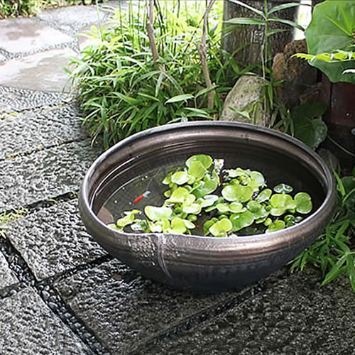 睡蓮鉢 大型 メダカ鉢 金魚鉢 風呂 陶器 たぬき メダカ ビオトープ