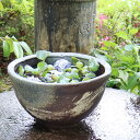 10号青ハケ目水鉢信楽焼すいれん鉢 メダカ鉢、金魚鉢 最適 睡蓮鉢 陶器スイレン鉢 ハス鉢 はす鉢 めだか鉢 鉢 陶器 水連鉢 水鉢 睡蓮鉢 信楽焼き睡蓮鉢 s...