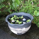 信楽焼 メダカ鉢 おしゃれ 水鉢 睡蓮鉢 陶器 めだか 鉢 金魚鉢 青 メダカ ビオトープ ハス鉢 水連鉢 手水鉢 水槽 16号白刷毛目波口水鉢 su-0288