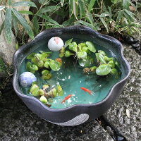 すいれん鉢