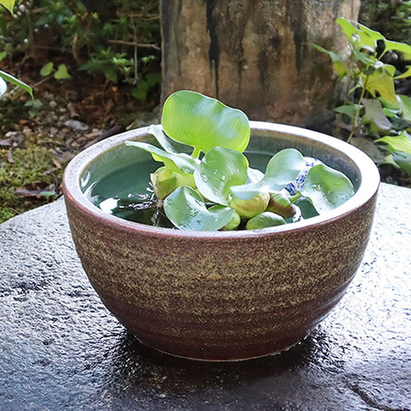 【今だけ限定10%OFFクーポン】睡蓮鉢 メダカ鉢 めだか 鉢 金魚鉢 陶器 メダカ ビオトープ めだか鉢 水鉢 信楽焼 ハス鉢 水連鉢 手水鉢 水槽 おしゃれ su-0140