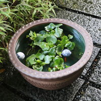 18号トチリ碗型水鉢