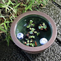 13号松皮スイレン鉢