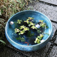 スイレン鉢信楽焼睡蓮鉢大型水鉢陶器水鉢すいれん鉢金魚鉢メダカ鉢めだか鉢金魚鉢