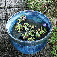 スイレン鉢信楽焼睡蓮鉢大型水鉢陶器水鉢すいれん鉢金魚鉢メダカ鉢めだか鉢金魚鉢