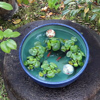 水鉢すいれん鉢信楽焼すいれん鉢メダカ鉢金魚鉢睡蓮鉢陶器スイレン鉢ハス鉢はす鉢めだか鉢鉢陶器水連鉢水鉢信楽焼き睡蓮鉢手水鉢手づくりやきものsu-0249