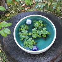 水鉢すいれん鉢信楽焼すいれん鉢メダカ鉢金魚鉢睡蓮鉢陶器スイレン鉢ハス鉢はす鉢めだか鉢鉢陶器水連鉢水鉢信楽焼き睡蓮鉢手水鉢手づくりやきものsu-0249