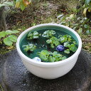 15号白カスミ水鉢 すいれん鉢 信楽焼すいれん鉢 メダカ鉢 金魚鉢 睡蓮鉢 陶器スイレン鉢 ハス鉢 はす鉢 めだか鉢 鉢 陶器 水連鉢 水鉢 信楽焼き睡蓮鉢 手...