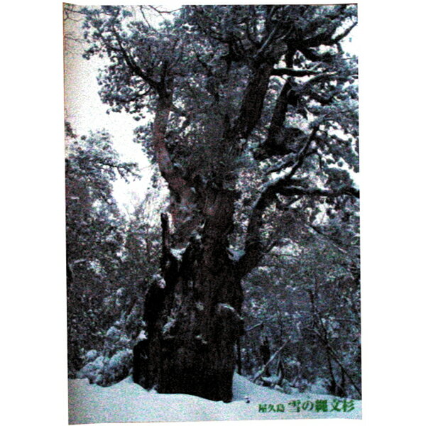 雪の縄文杉 【サイズ】 59．5cm×42．0cm