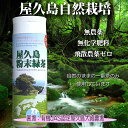 無農薬 無化学肥料 無農薬緑茶 粉末