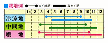 山東菜種春まき山東菜ツケナおひたしや漬け物に