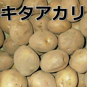 種芋 種ジャガイモキタアカリ2kg