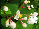 日陰におすすめの宿根草!「白花シュウカイドウ」9センチポット...