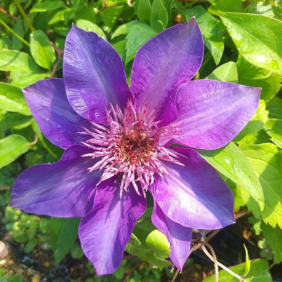 送料無料 クレマチス 