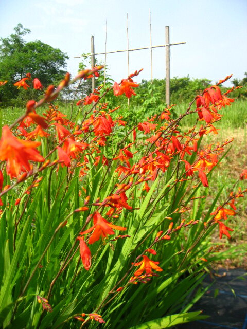 ひなたにオススメの宿根草!「クロコスミア　10.5cmポット苗」のサムネイル