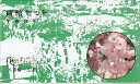 【平成8年】花のまわりみち 八重桜イン広島 貨幣セット 1996年(平成8年)ミントセット 【楊貴妃】