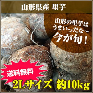 ★山形の里芋はうまいっだな～★山形県産 里芋 2Lサイズ 10kg