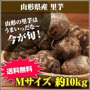 ★山形の里芋はうまいっだな～★山形県産 里芋 Mサイズ 10kg