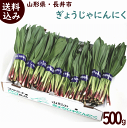 山菜 送料無料 山形県産 行者にんにく (栽培もの) 50g×10束 ぎょうじゃにんにく 山菜