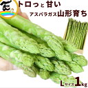 アスパラガス 山形県産 朝採り アスパラガス 1kg Lサイズ アスパラ あすぱらがす
